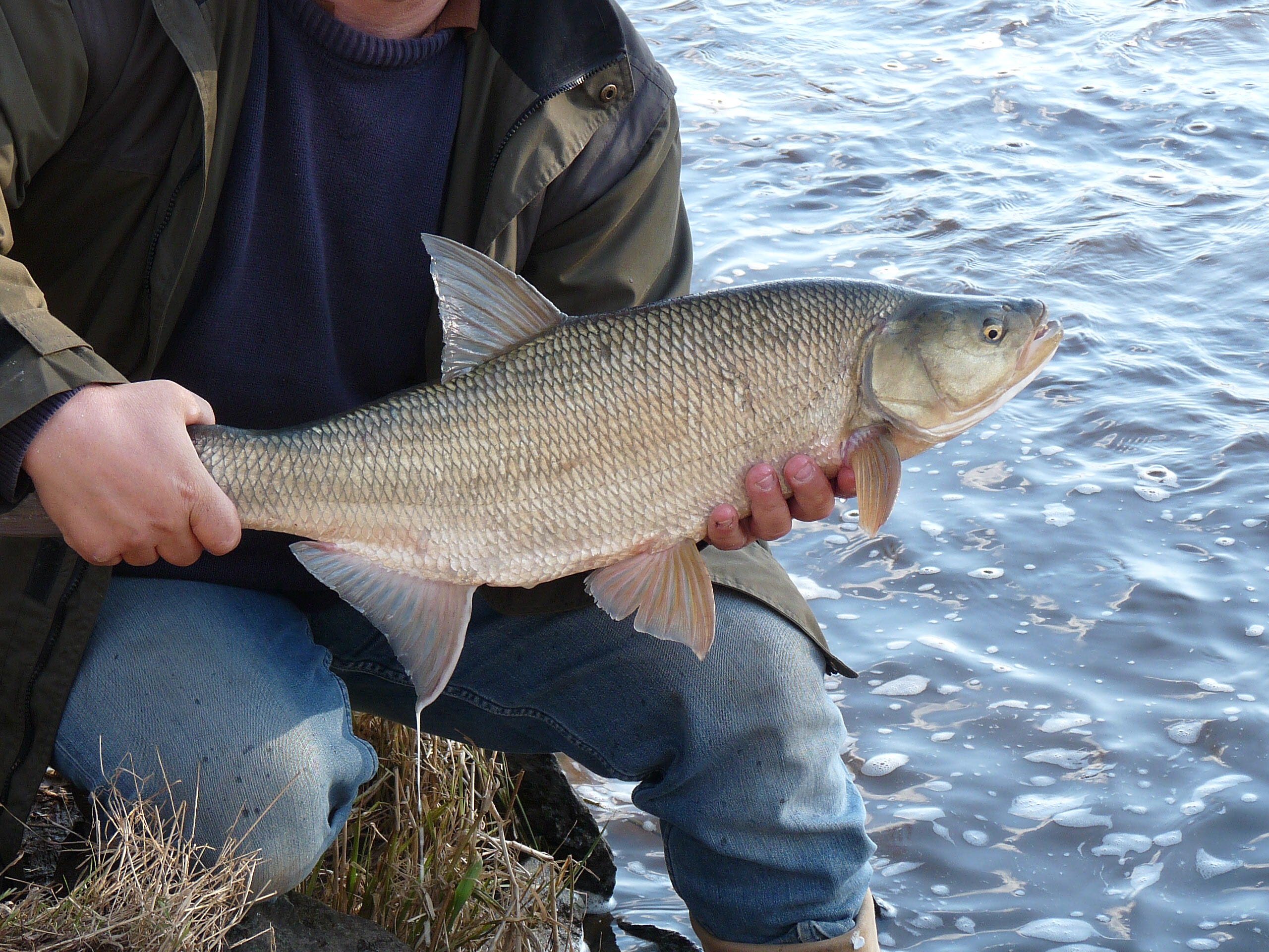 Bild på fisken asp