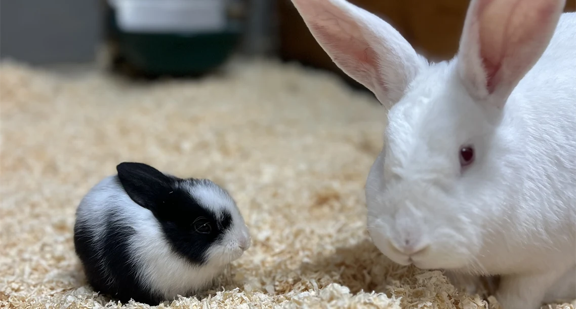 Kanin och kaninunge i Lillskogen 