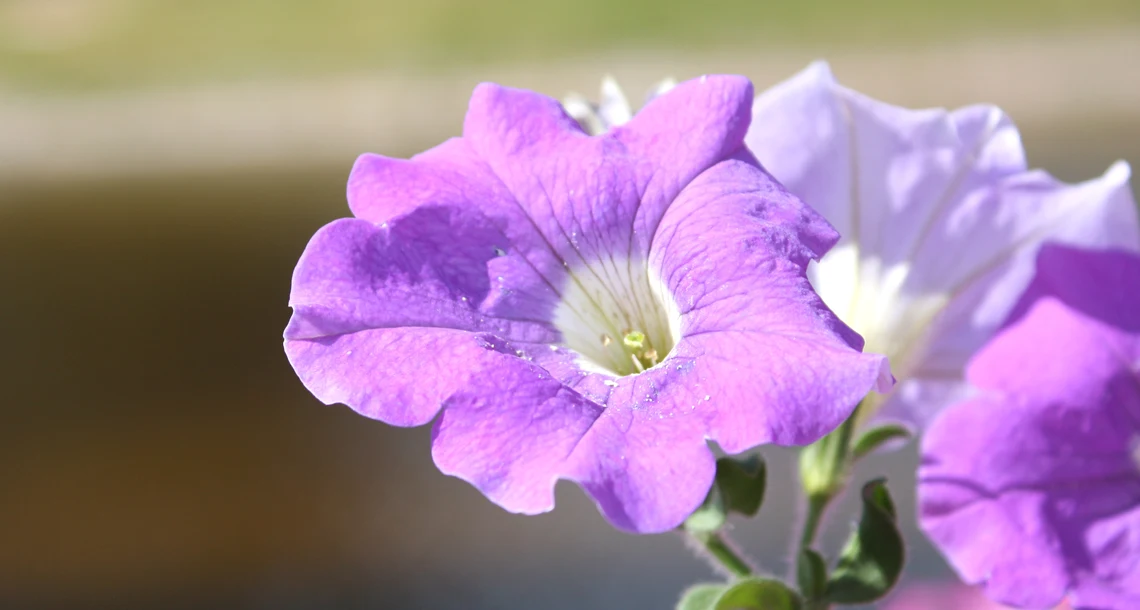 Petunia